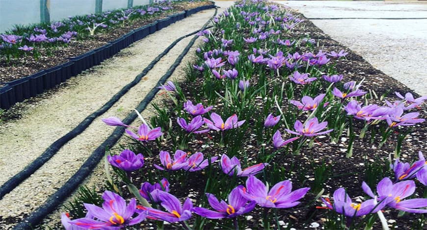 Hướng dẫn trồng Saffron trong nhà kính